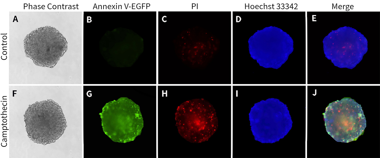 3D细胞凋亡检测试剂盒(Annexin V-EGFP) 3D细胞凋亡检测试剂盒(Annexin V-EGFP)