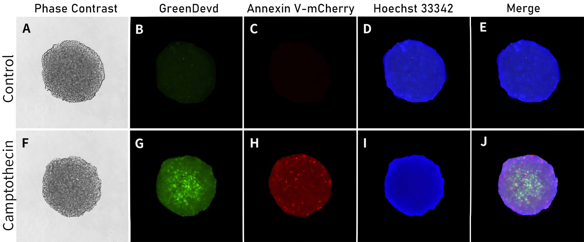 3D细胞Caspase-3活性与Annexin V细胞凋亡检测试剂盒染色效果图 3D细胞Caspase-3活性与Annexin V细胞凋亡检测试剂盒染色效果图