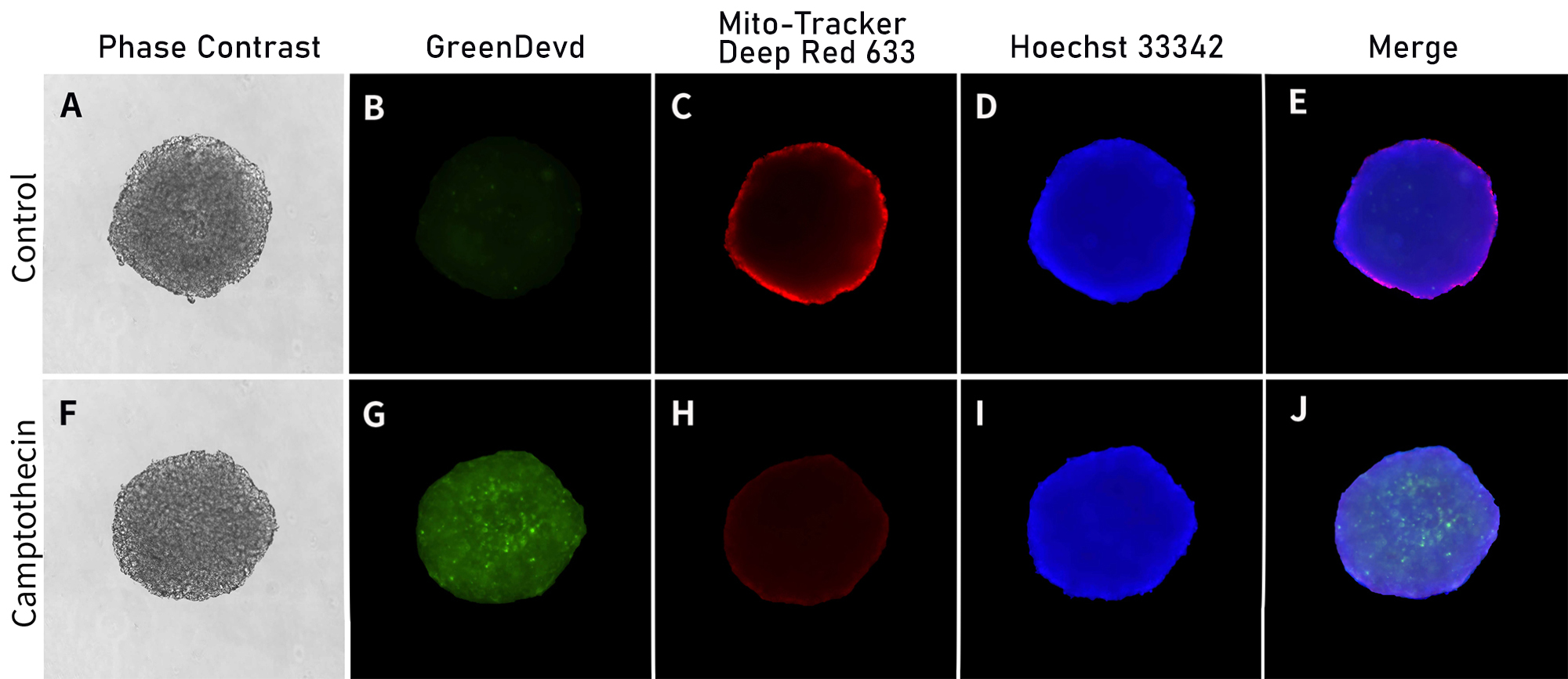 3D活细胞Caspase-3活性与线粒体膜电位检测试剂盒 3D活细胞Caspase-3活性与线粒体膜电位检测试剂盒