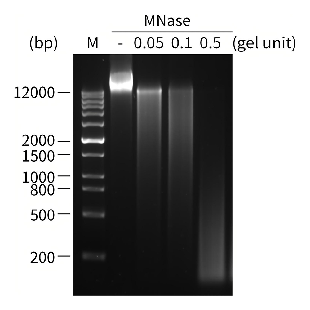 CHO基因组DNA残留检测试剂盒(探针法qPCR)