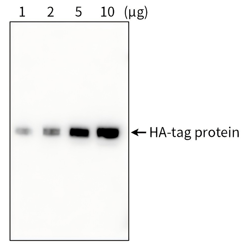 HA标签蛋白检测试剂盒(Western方法)