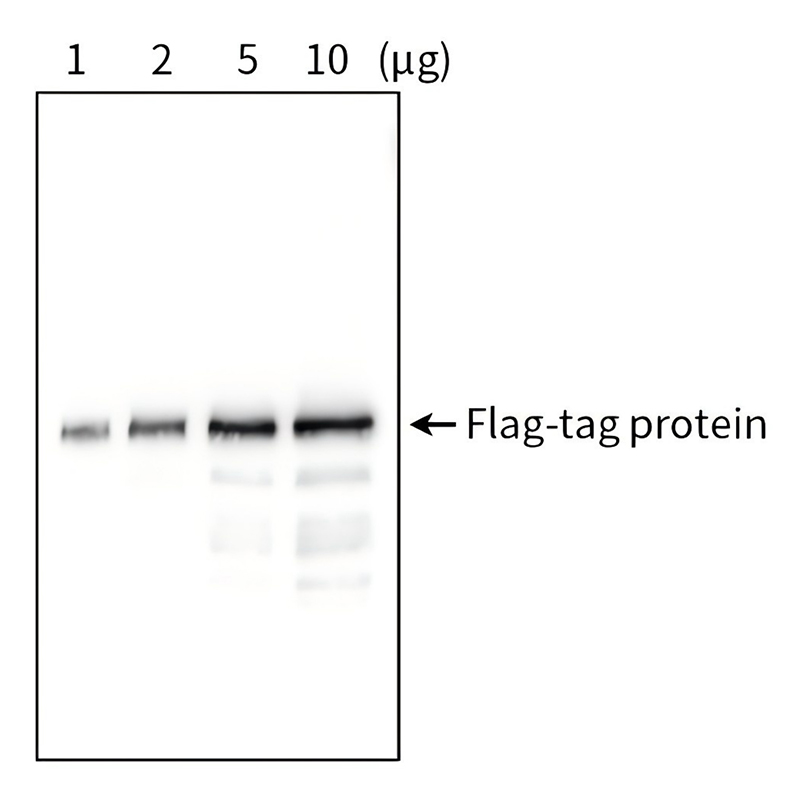 Flag标签蛋白检测试剂盒(Western方法)