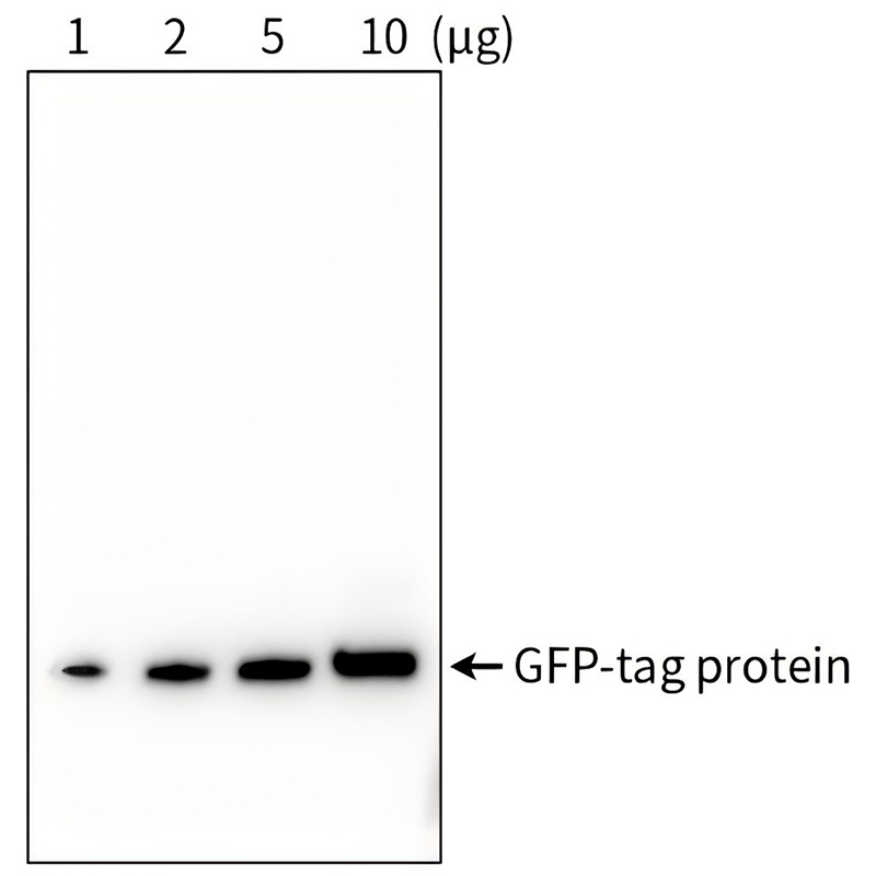 GFP标签蛋白检测试剂盒(Western方法)