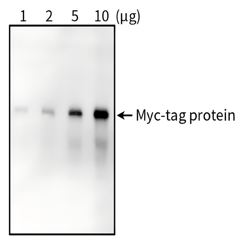 Myc标签蛋白检测试剂盒(Western方法)