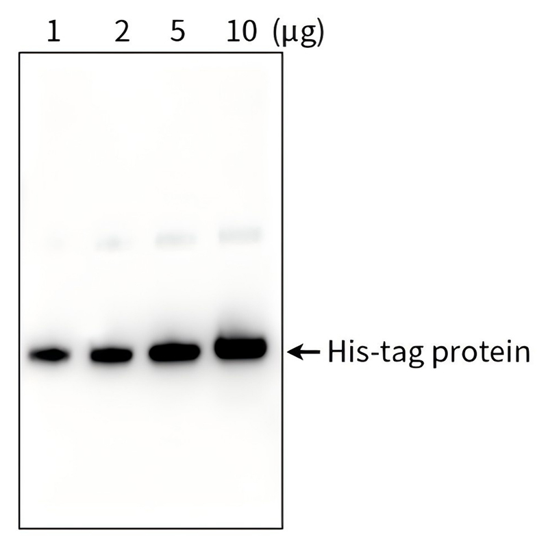 His标签蛋白检测试剂盒(Western方法)