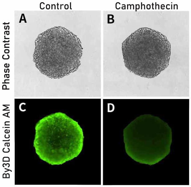 3D细胞Calcein AM染色液
