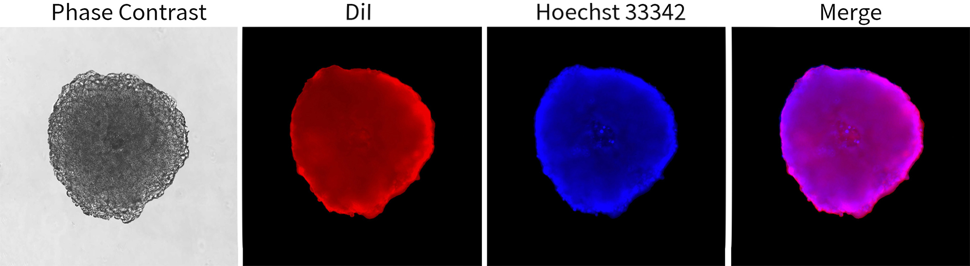 3D细胞膜红色荧光染色试剂盒使用效果图 3D细胞膜红色荧光染色试剂盒使用效果图