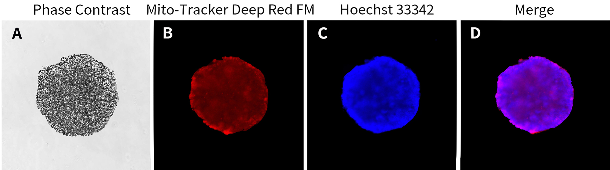 3D培养活细胞线粒体染色液(Mito-Tracker Deep Red FM) 3D培养活细胞线粒体染色液(Mito-Tracker Deep Red FM)