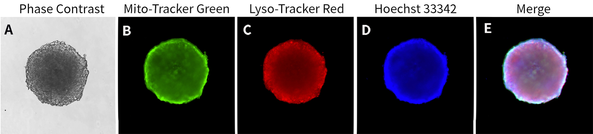 3D培养活细胞溶酶体染色液(Lyso-Tracker Red) 3D培养活细胞溶酶体染色液(Lyso-Tracker Red)