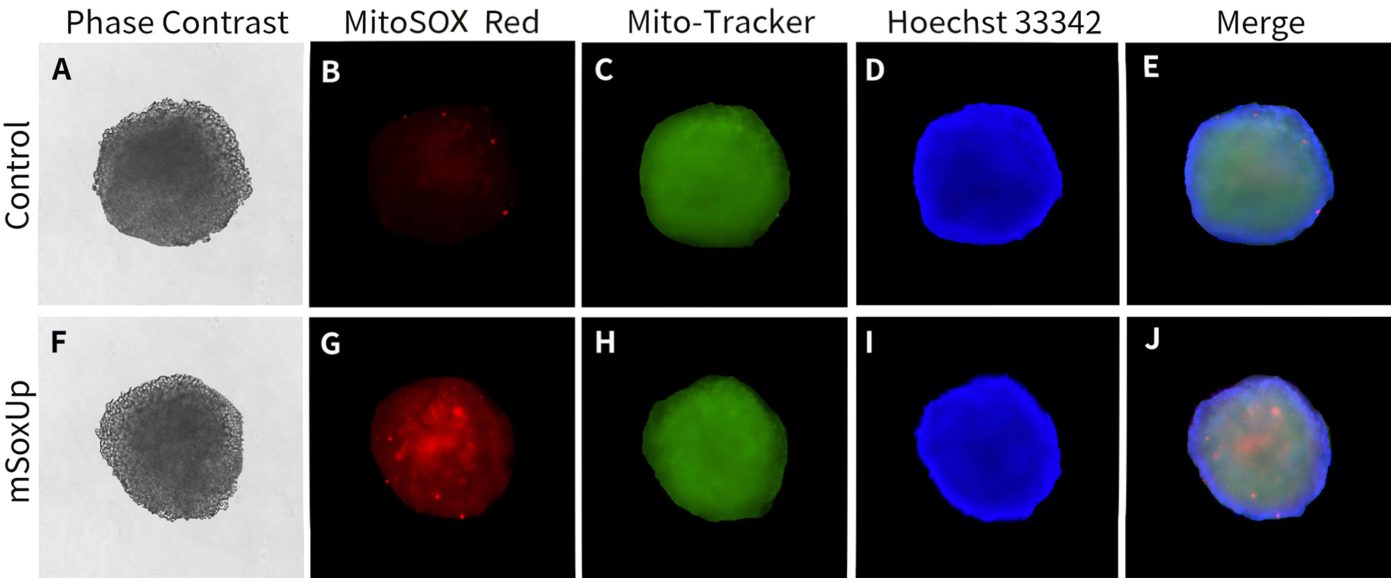 3D细胞线粒体超氧化物检测试剂盒(MitoSOX Red) 3D细胞线粒体超氧化物检测试剂盒(MitoSOX Red)