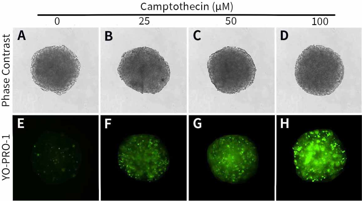 3D培养凋亡坏死细胞核染色液(YP1)