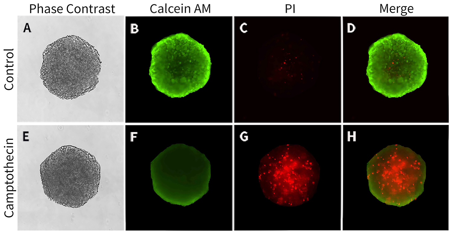 3D培养活细胞与坏死细胞检测试剂盒(Calcein/PI) 3D培养活细胞与坏死细胞检测试剂盒(Calcein/PI)
