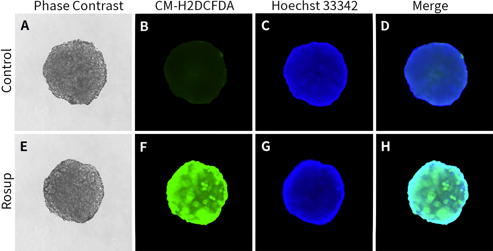 3D细胞活性氧检测试剂盒(CM-H2DCFDA) 3D细胞活性氧检测试剂盒(CM-H2DCFDA)