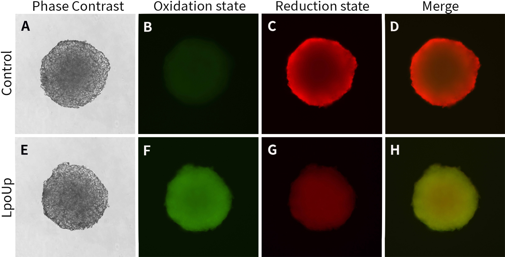 3D细胞脂质过氧化检测试剂盒(BODIPY 581/591 C11) 3D细胞脂质过氧化检测试剂盒(BODIPY 581/591 C11)
