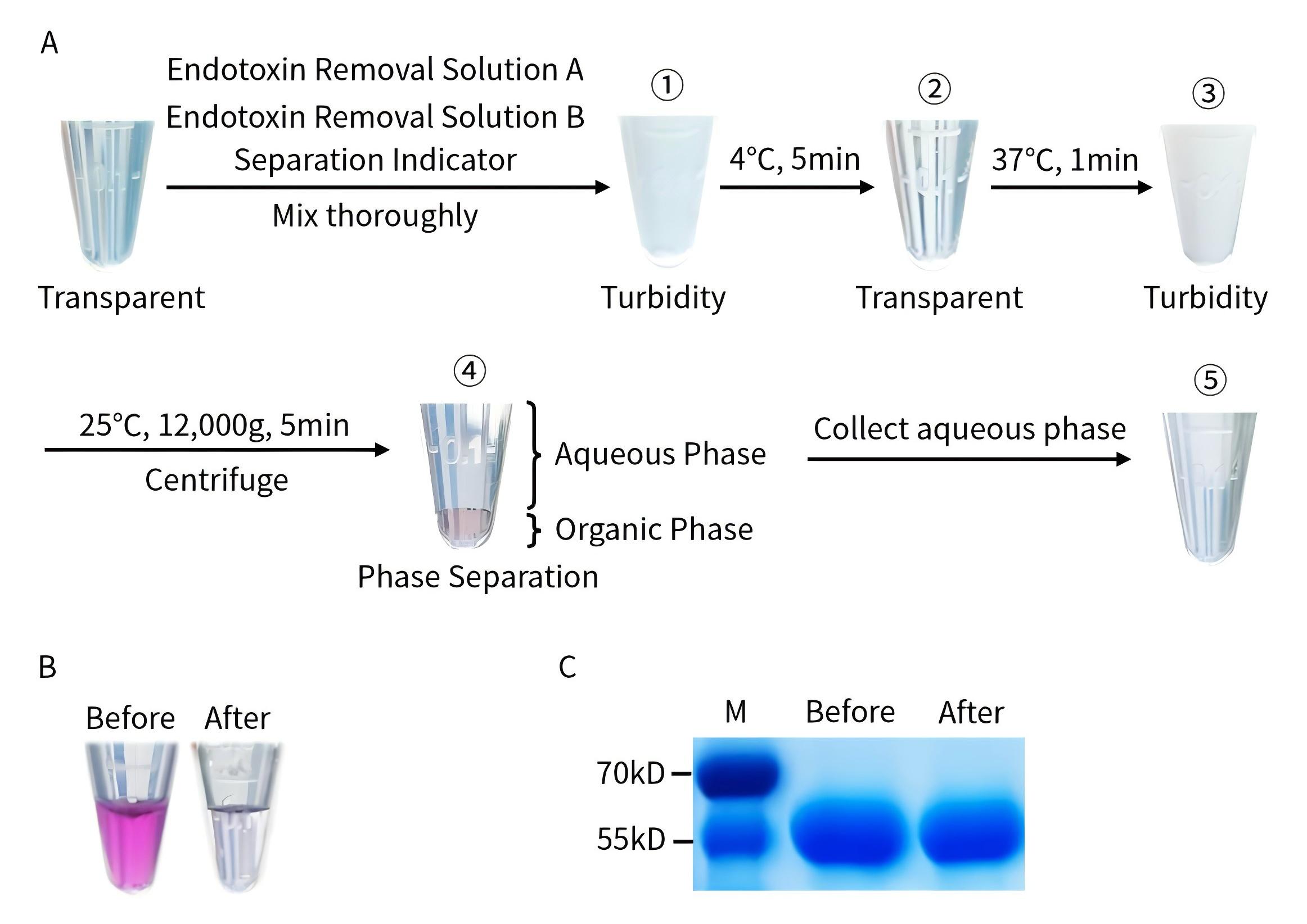 蛋白样品内毒素去除试剂盒使用效果图