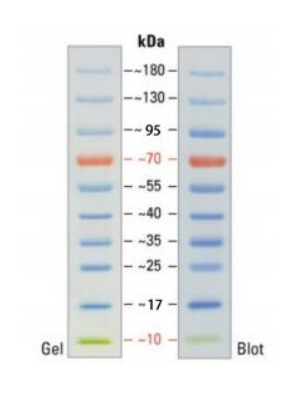 彩色预染中分子量蛋白质标准(20～40次)
