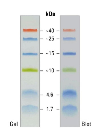 彩色预染蛋白Marker(1.7～40kDa)