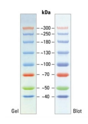 彩色预染蛋白Marker(40～300kDa)
