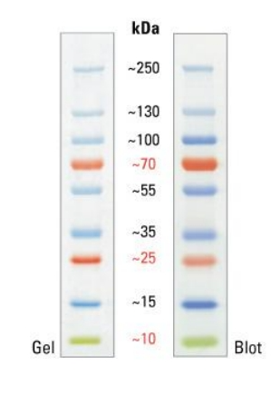 彩色预染蛋白Marker(10～250kDa)