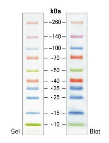 彩色预染蛋白Marker(10～260kDa)