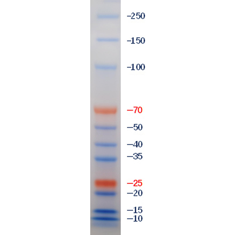 双色预染蛋白Marker(10～250kDa)