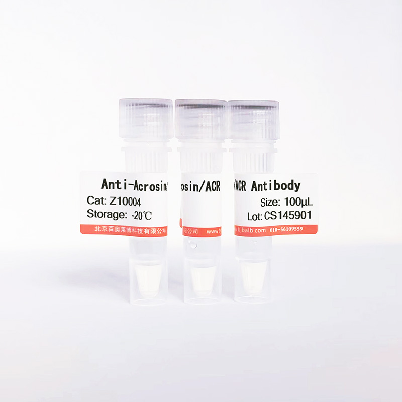 Acrosin/ACR抗体图片