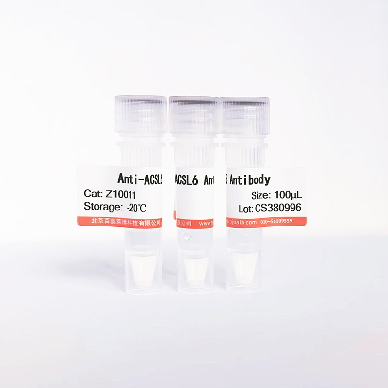ACSL6抗体图片