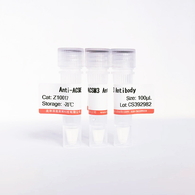 ACSM3抗体图片