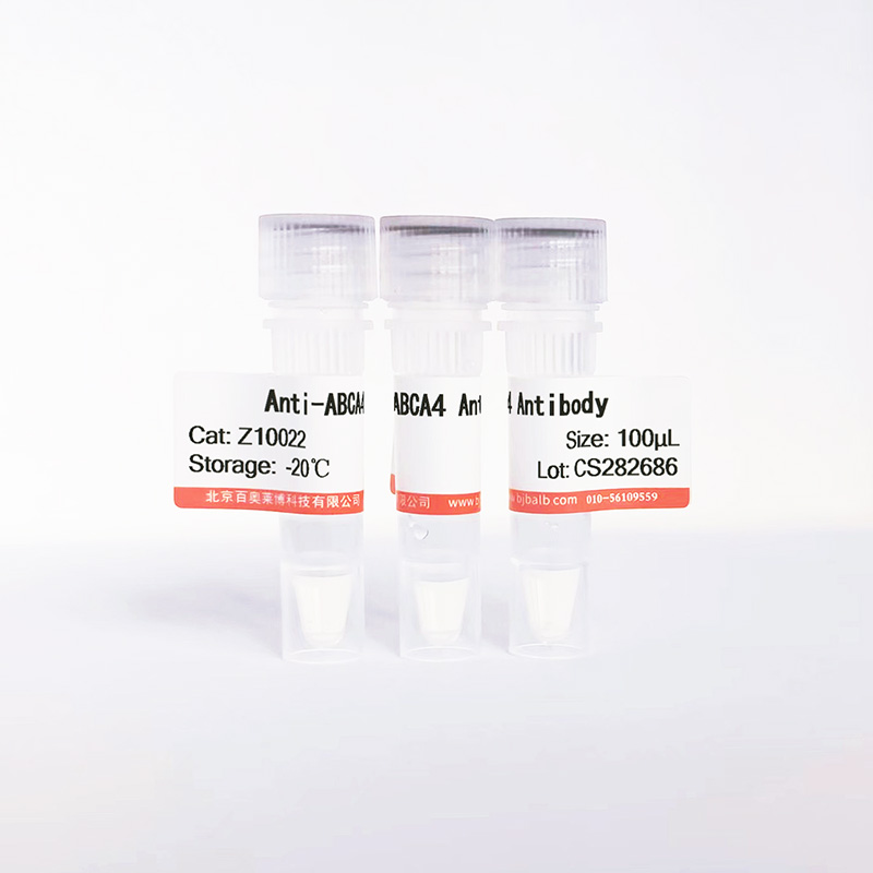 ABCA4抗体图片