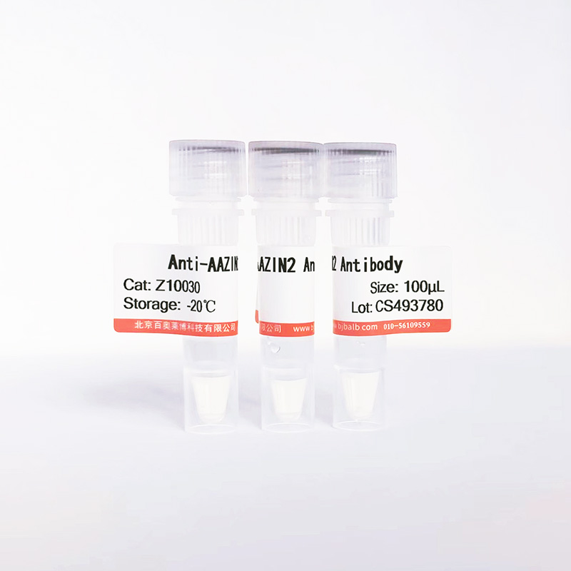 AAZIN2抗体图片