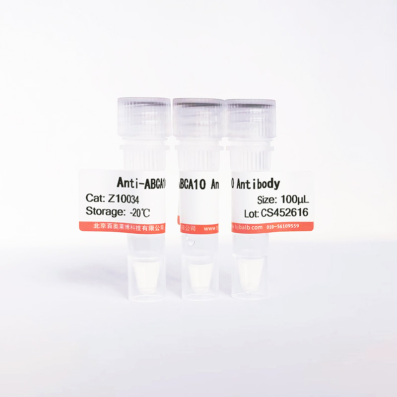 ABCA10抗体图片