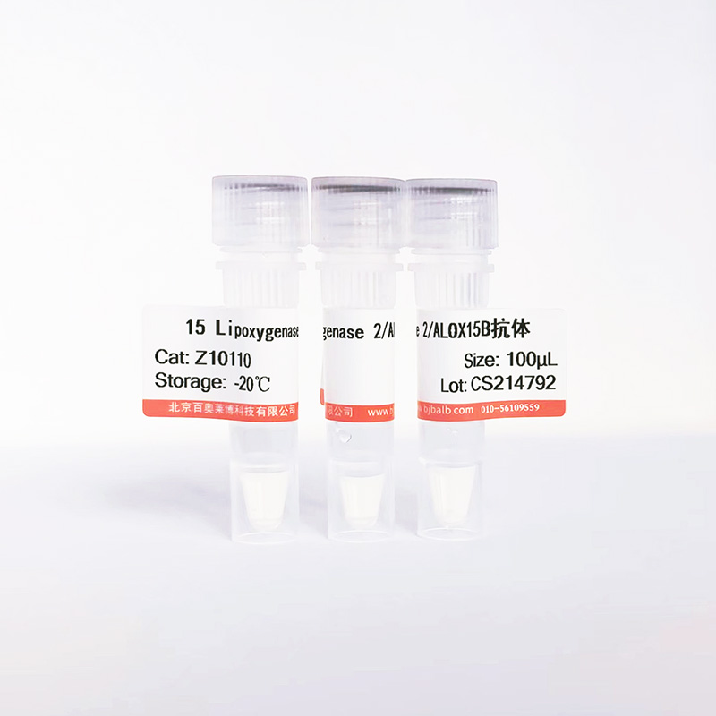 15 Lipoxygenase 2/ALOX15B抗体图片