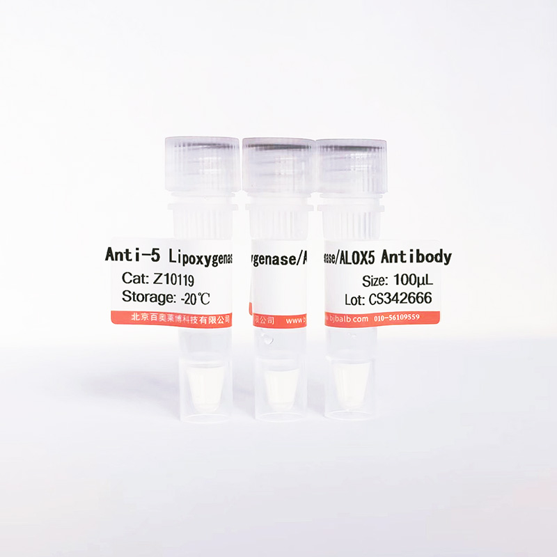 5 Lipoxygenase/ALOX5抗体图片