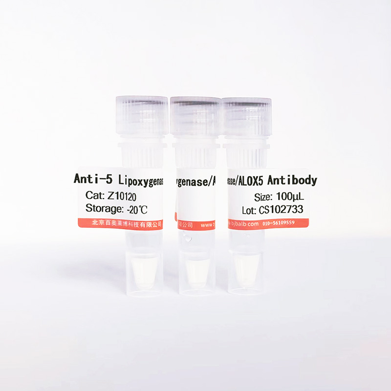 5 Lipoxygenase/ALOX5抗体图片