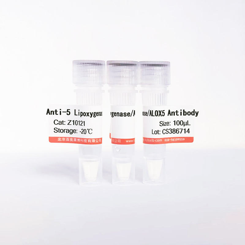 5 Lipoxygenase/ALOX5抗体图片