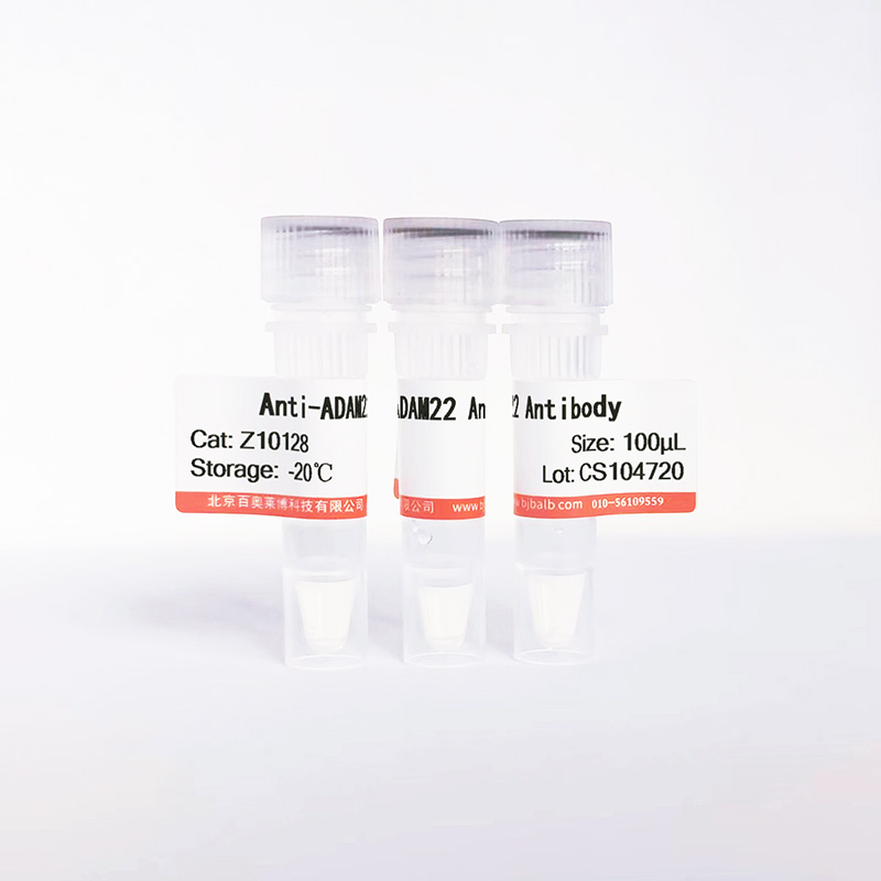 ADAM22抗体图片