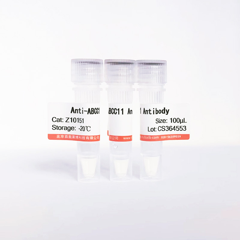ABCC11抗体图片
