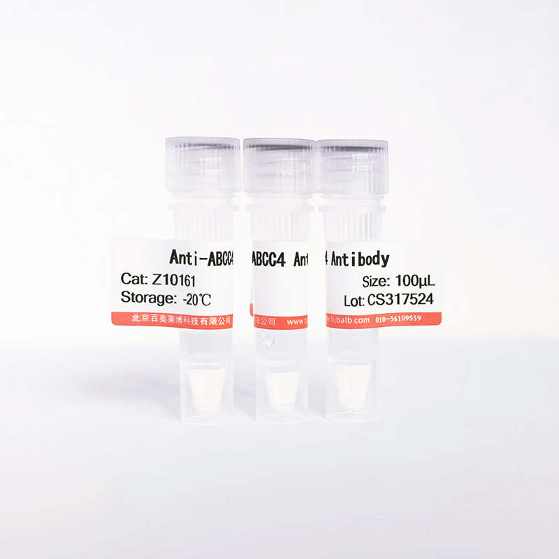 ABCC4抗体图片