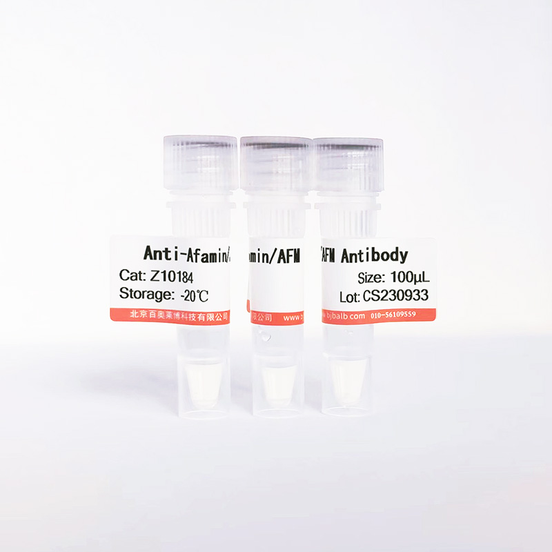Afamin/AFM抗体图片