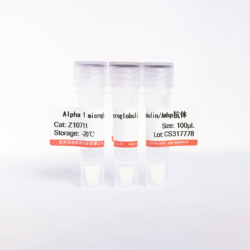 Alpha 1 microglobulin/Ambp抗体图片