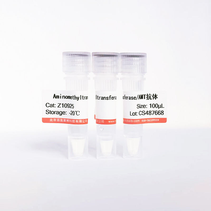 Aminomethyltransferase/AMT抗体图片