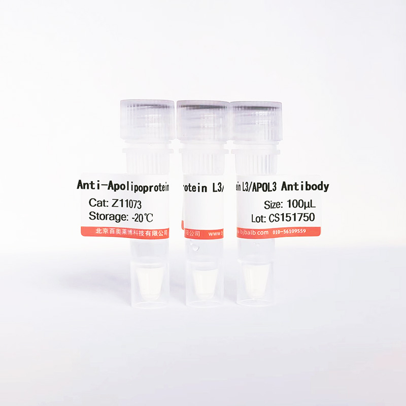 Apolipoprotein L3/APOL3抗体图片