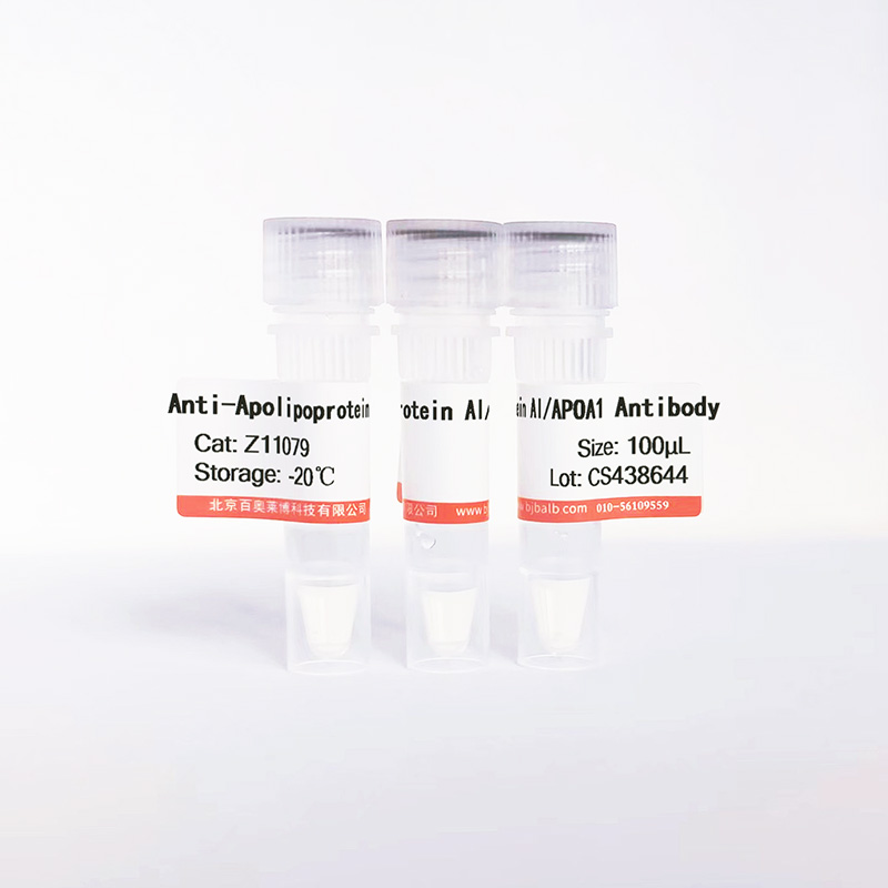 Apolipoprotein AI/APOA1抗体图片