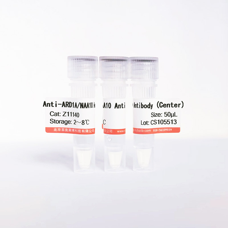 ARD1A/NAA10抗体图片