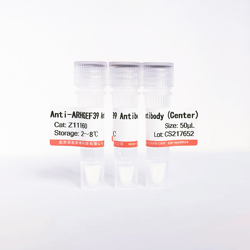 ARHGEF39抗体图片