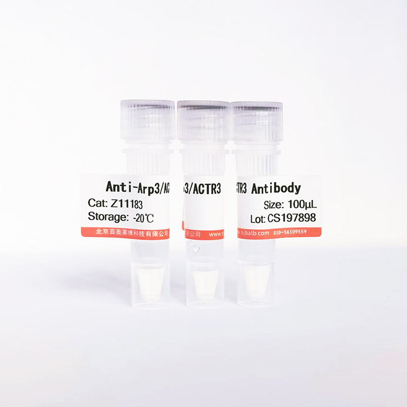 Arp3/ACTR3抗体图片