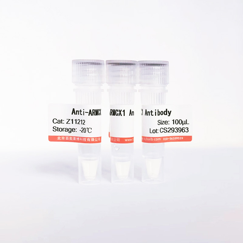 ARMCX1抗体图片