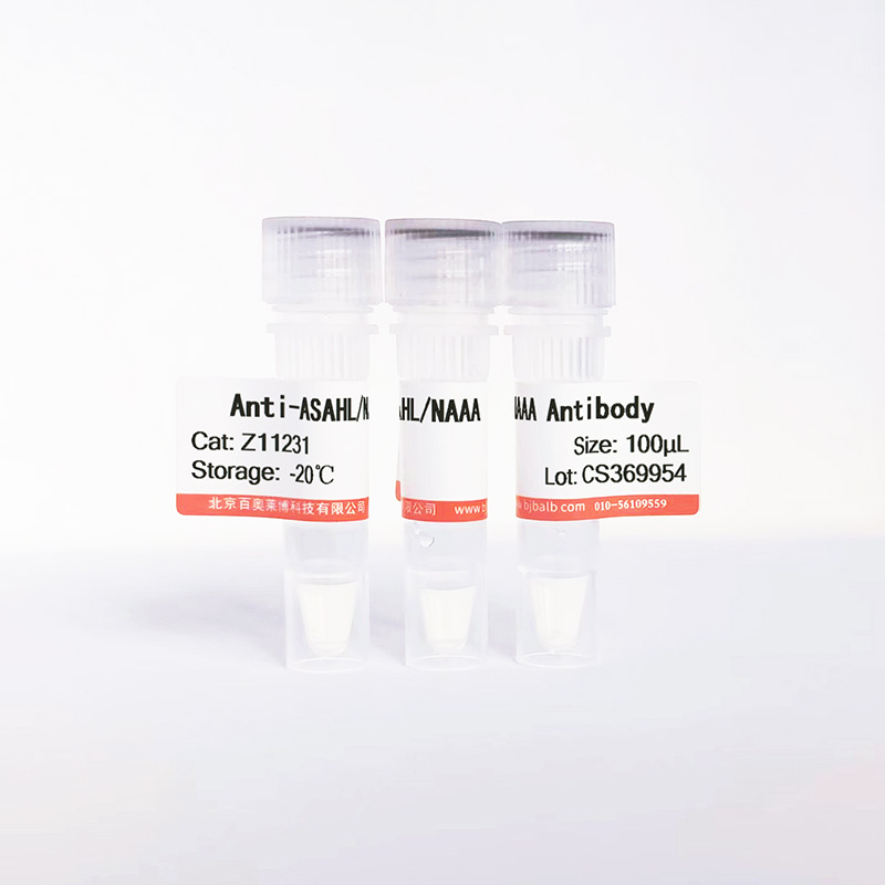 ASAHL/NAAA抗体图片