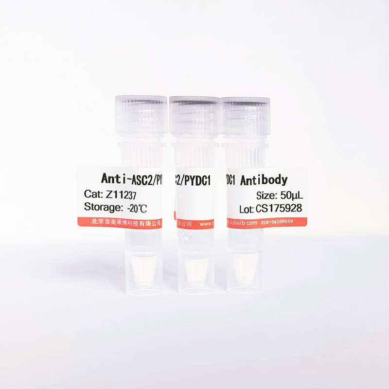 ASC2/PYDC1抗体图片
