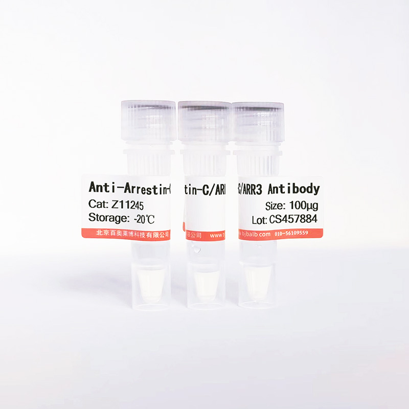 Arrestin-C/ARR3抗体图片